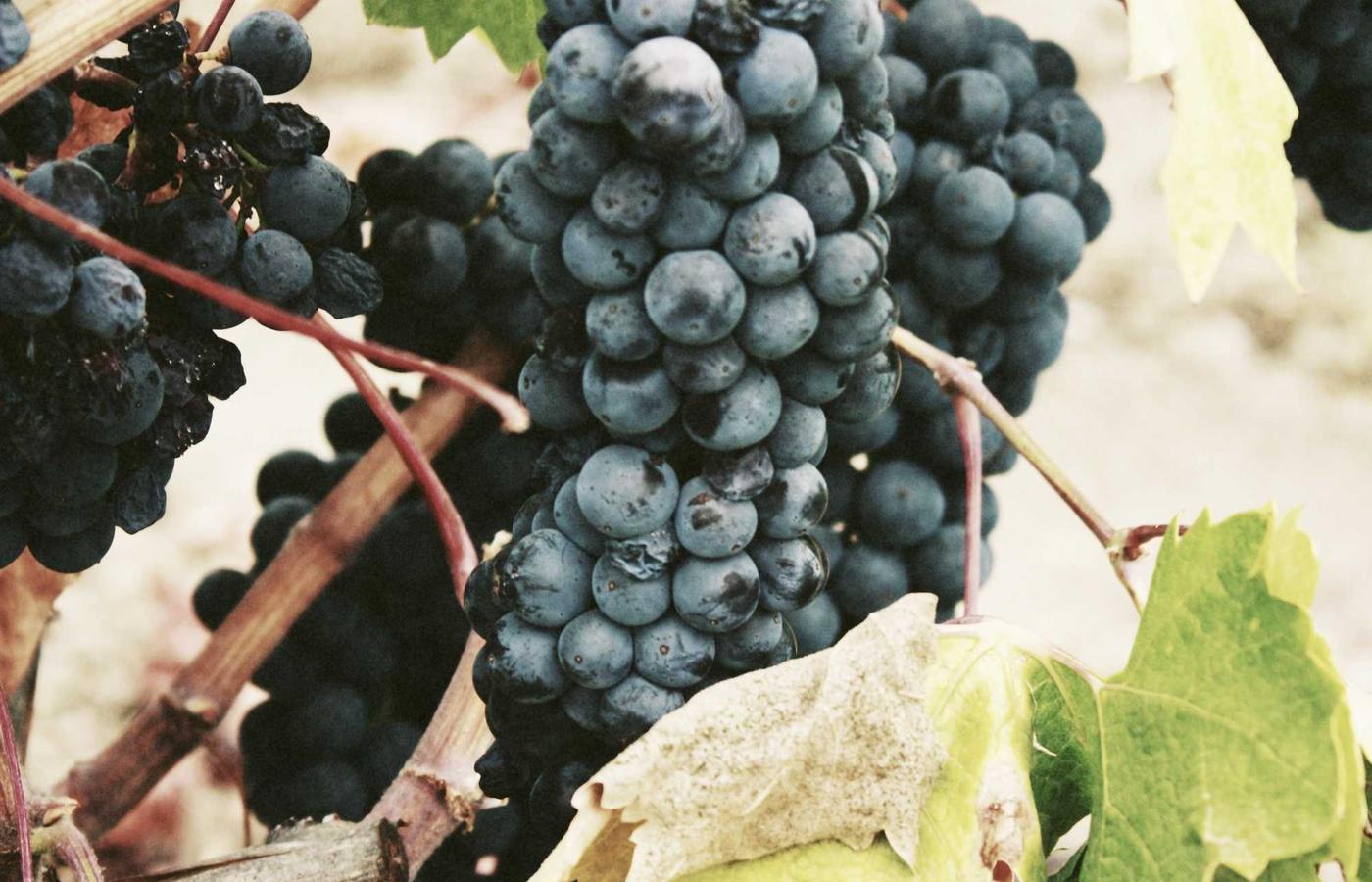 IT шешімдерінің тұсаукесері